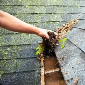 A person removing wet leaves and debris from a clogged house gutter, with moss-covered shingles visible on the roof.